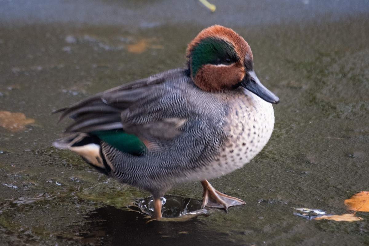 Green-winged Teal - ML645734126