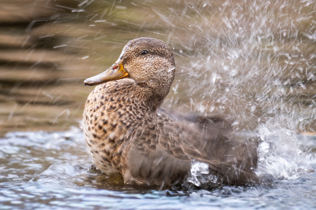 Green-winged Teal - ML645734127