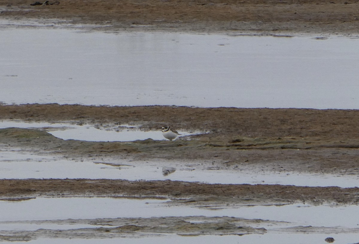 Semipalmated Plover - ML645734132