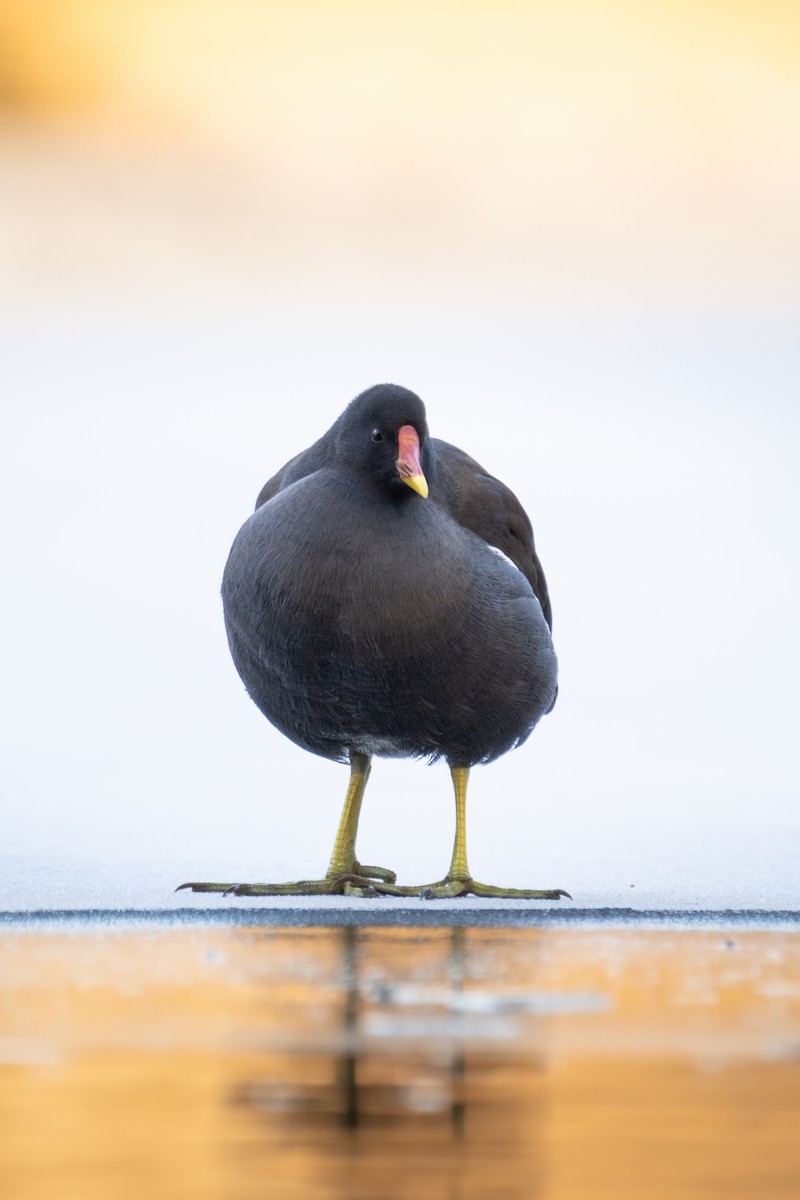 Eurasian Moorhen - ML645734138