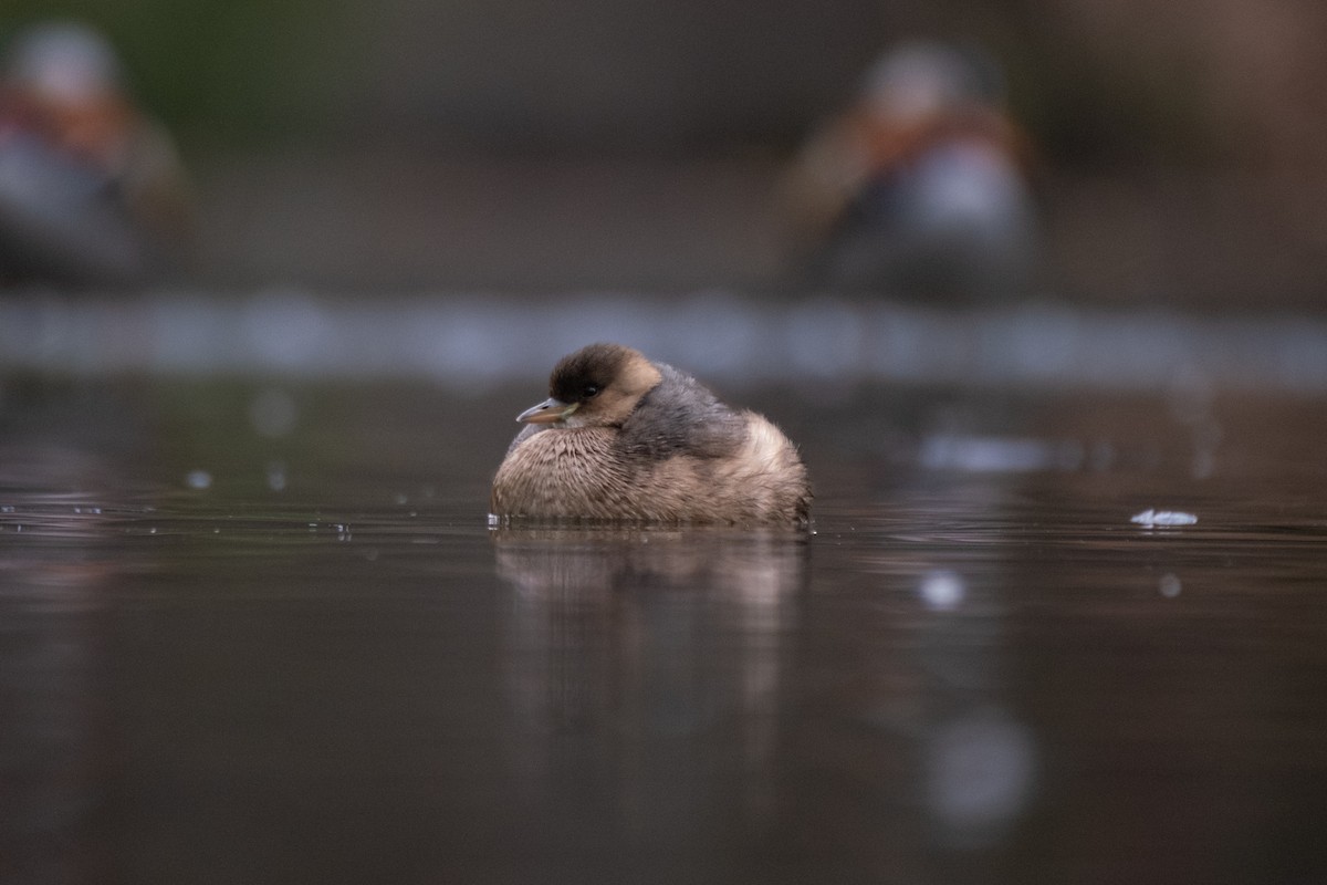 Little Grebe - ML645734143