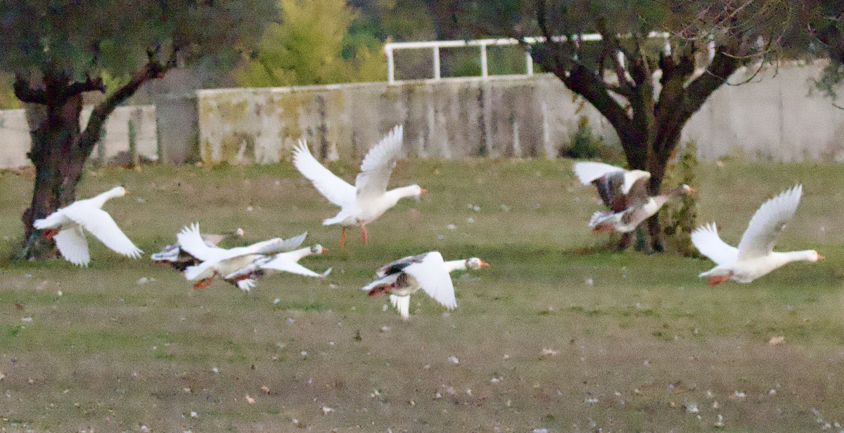 Graylag Goose (Domestic type) - ML645734144