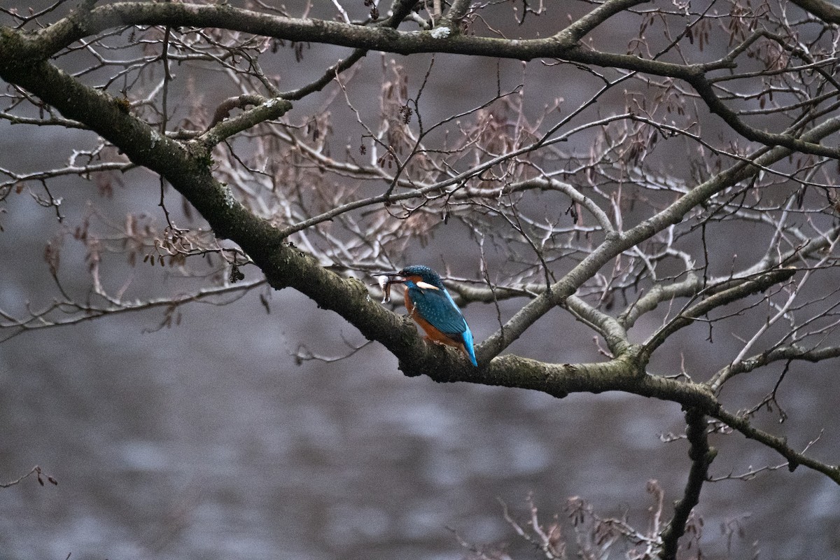 Common Kingfisher - ML645734152