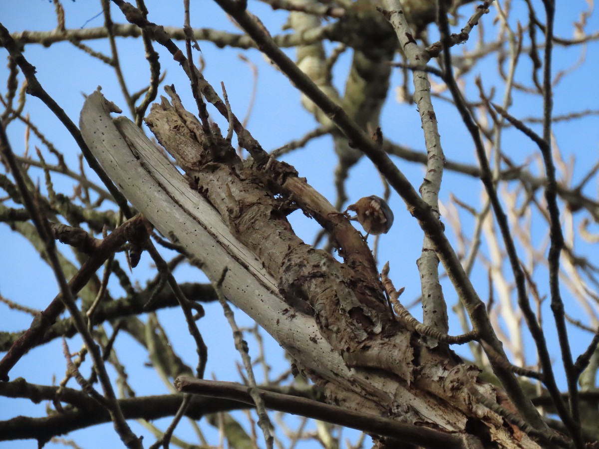 Garrapo eurasiarra - ML645734166