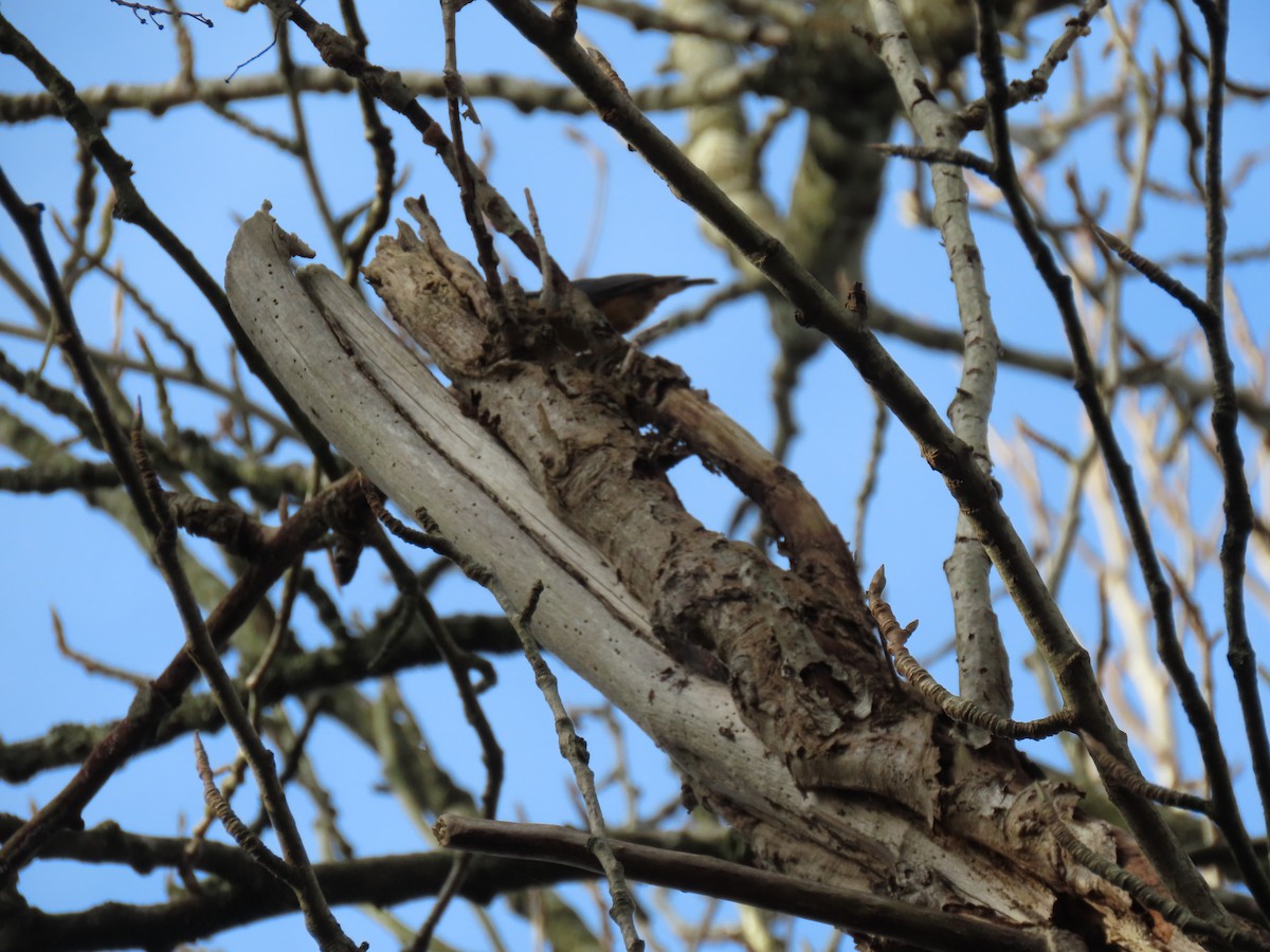 Garrapo eurasiarra - ML645734167