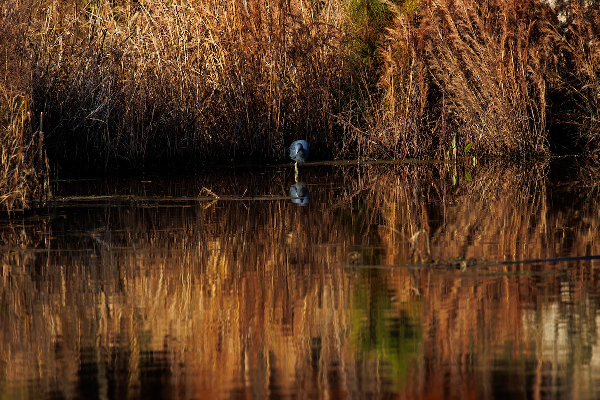 volavka modrošedá - ML645734174