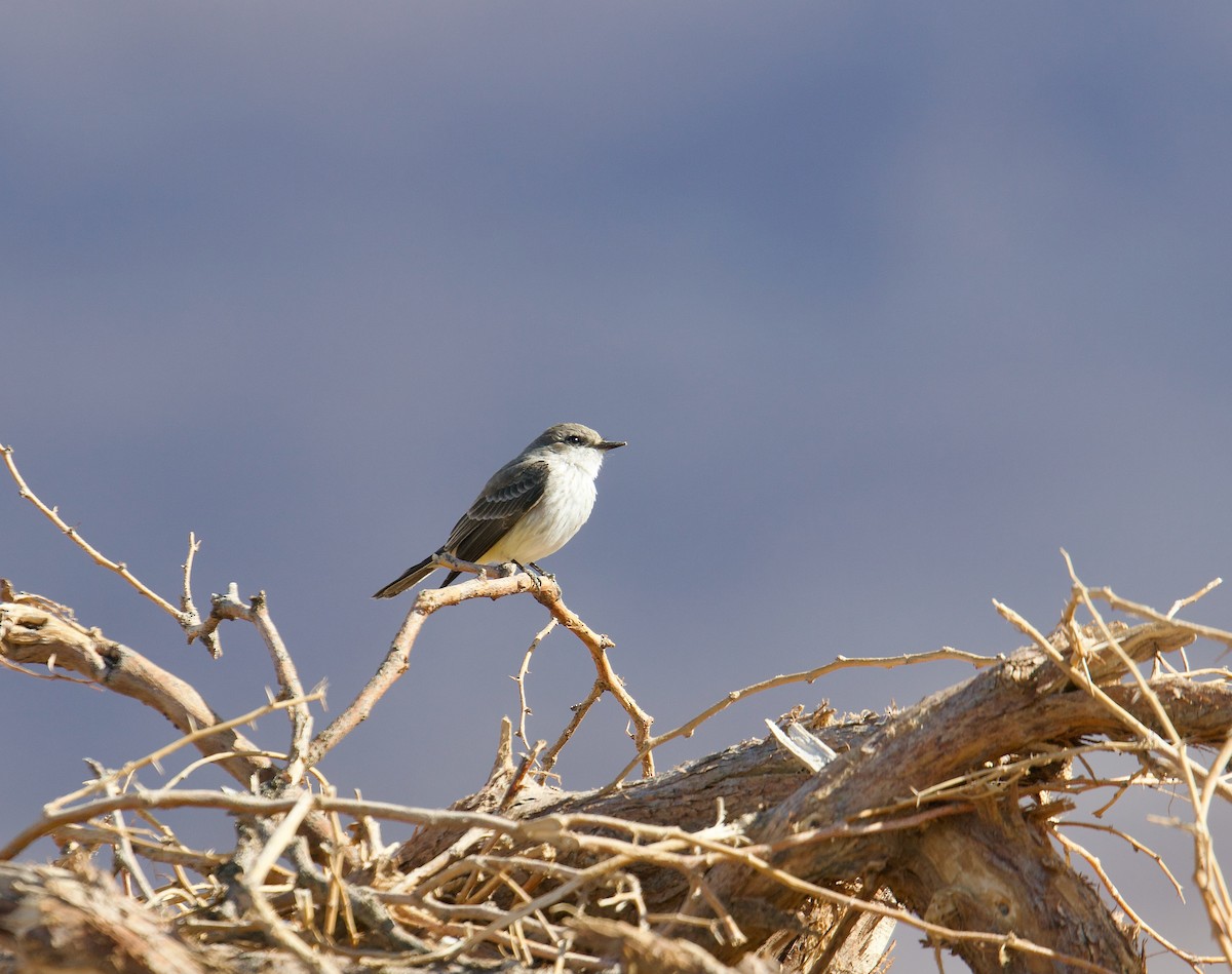 Vermilion Flycatcher - ML645734175