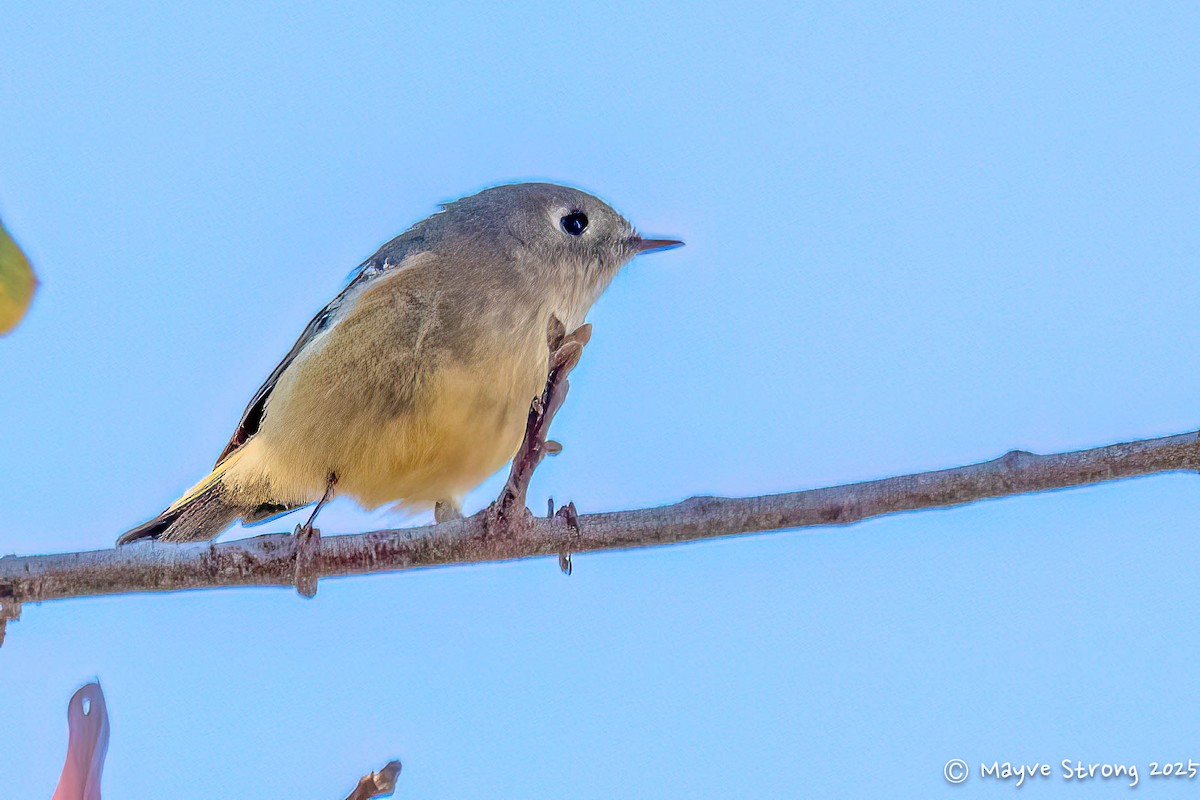 Ruby-crowned Kinglet - ML645734176