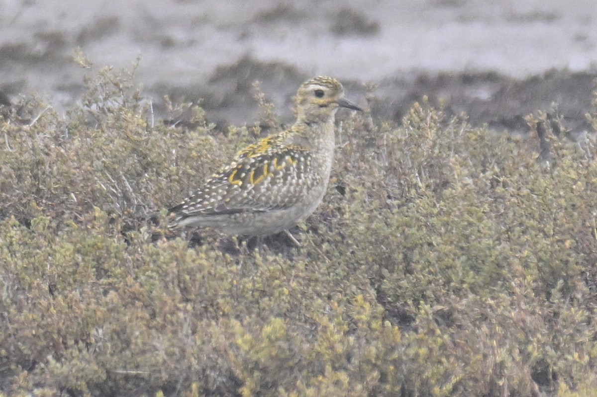 Pacific Golden-Plover - ML645734184
