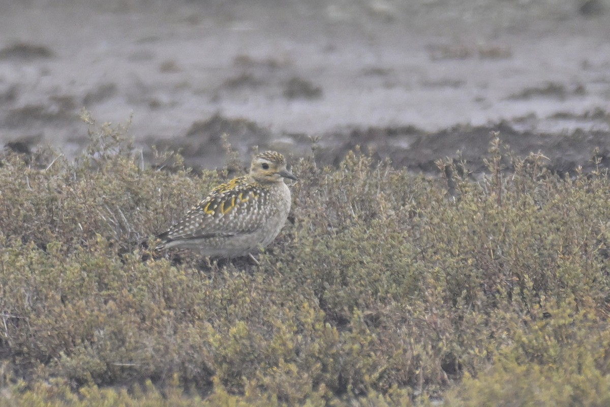 Pacific Golden-Plover - ML645734185