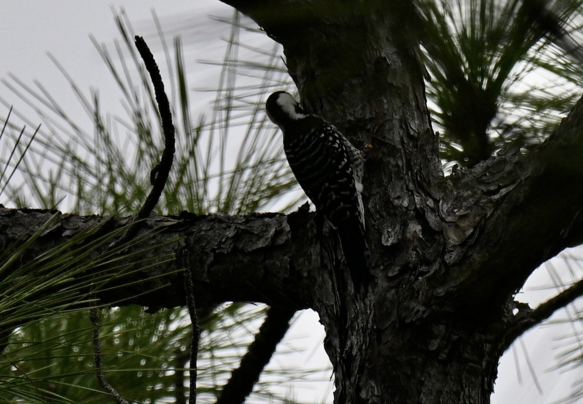 Red-cockaded Woodpecker - ML645734187