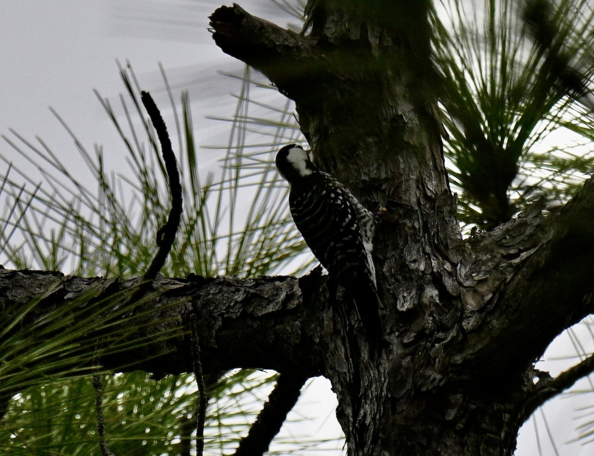 Red-cockaded Woodpecker - ML645734188