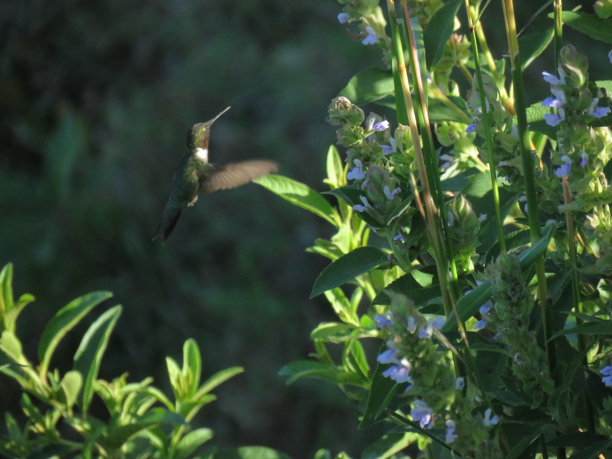 Ruby-throated Hummingbird - ML645734190
