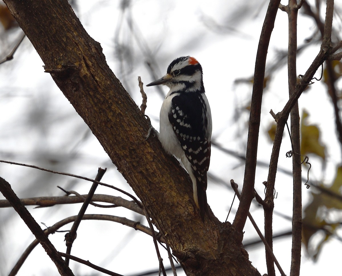 Hairy Woodpecker - ML645734195