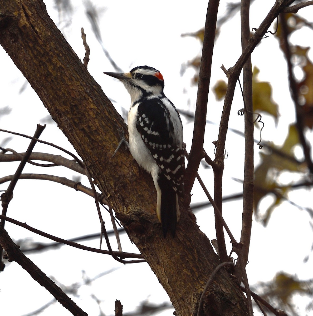 Hairy Woodpecker - ML645734196