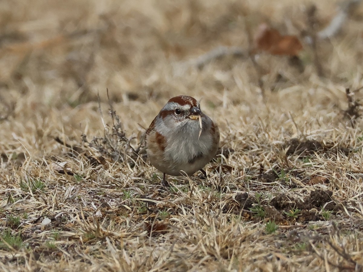 American Tree Sparrow - ML645734198