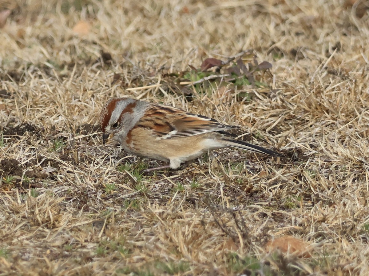 American Tree Sparrow - ML645734199