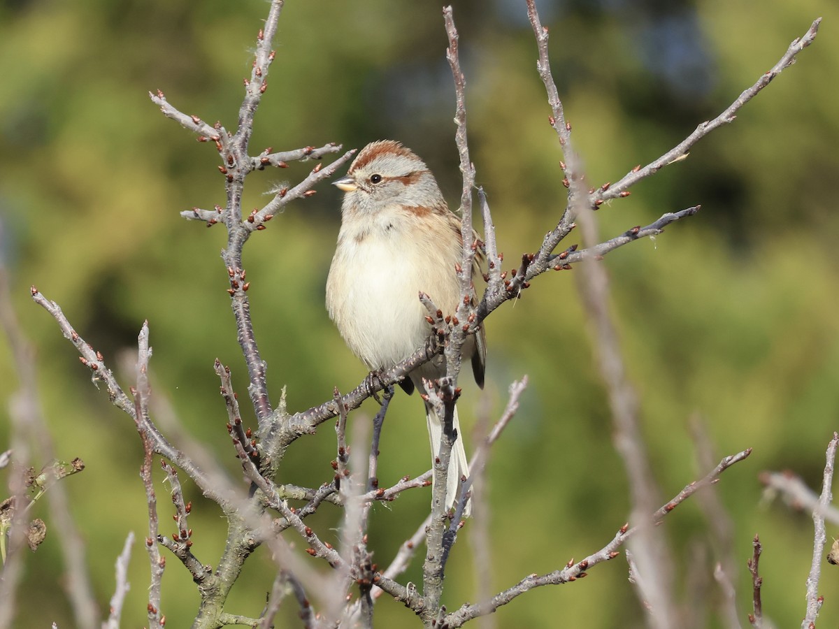 American Tree Sparrow - ML645734200