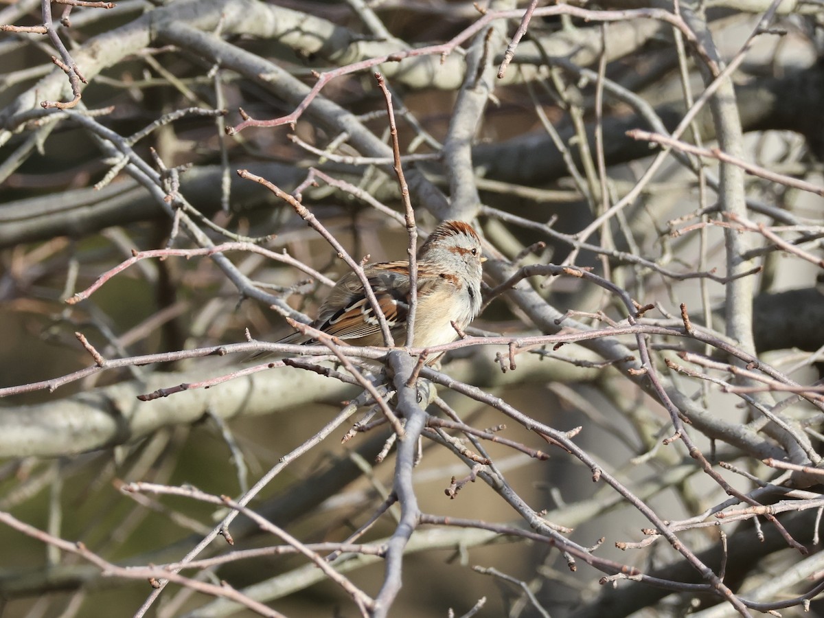 American Tree Sparrow - ML645734201