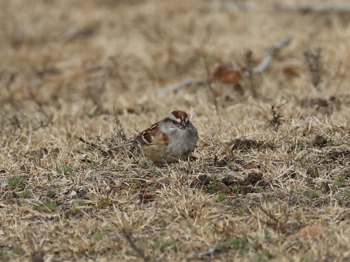 American Tree Sparrow - ML645734202