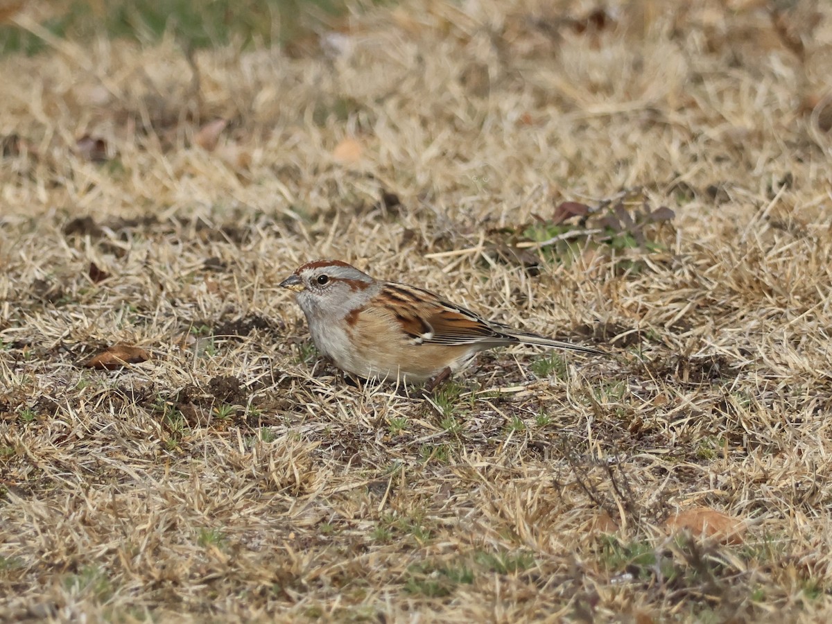 American Tree Sparrow - ML645734203