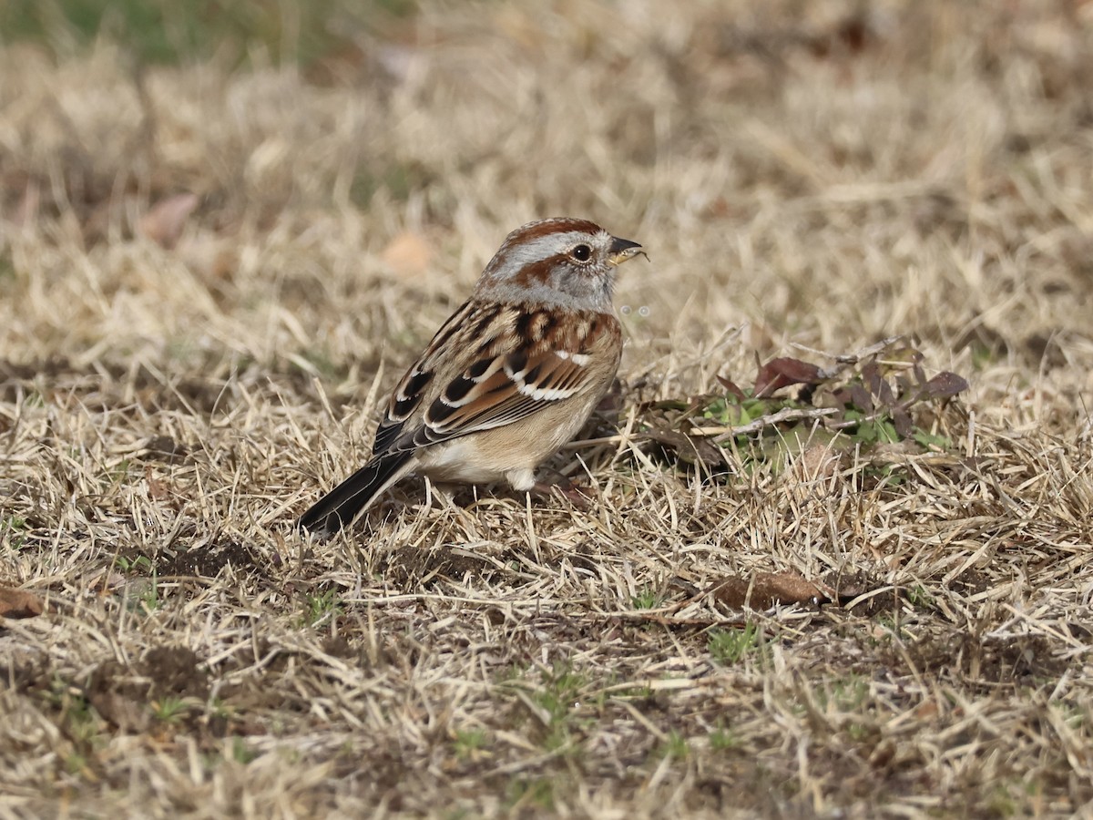 American Tree Sparrow - ML645734204