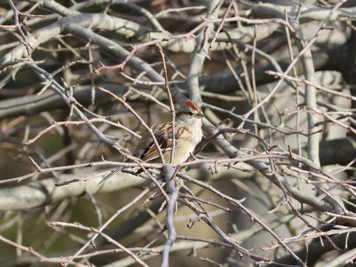 American Tree Sparrow - ML645734205