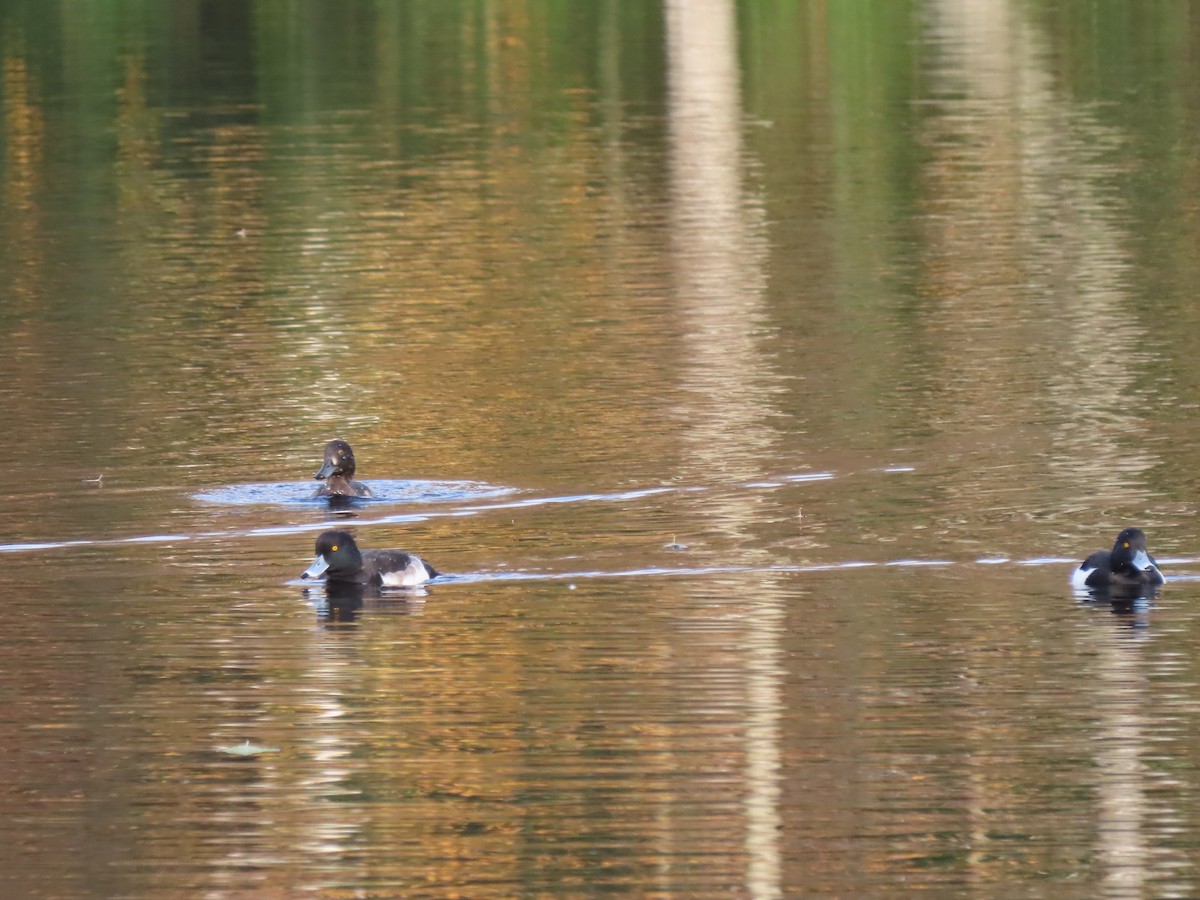 Tufted Duck - ML645734206