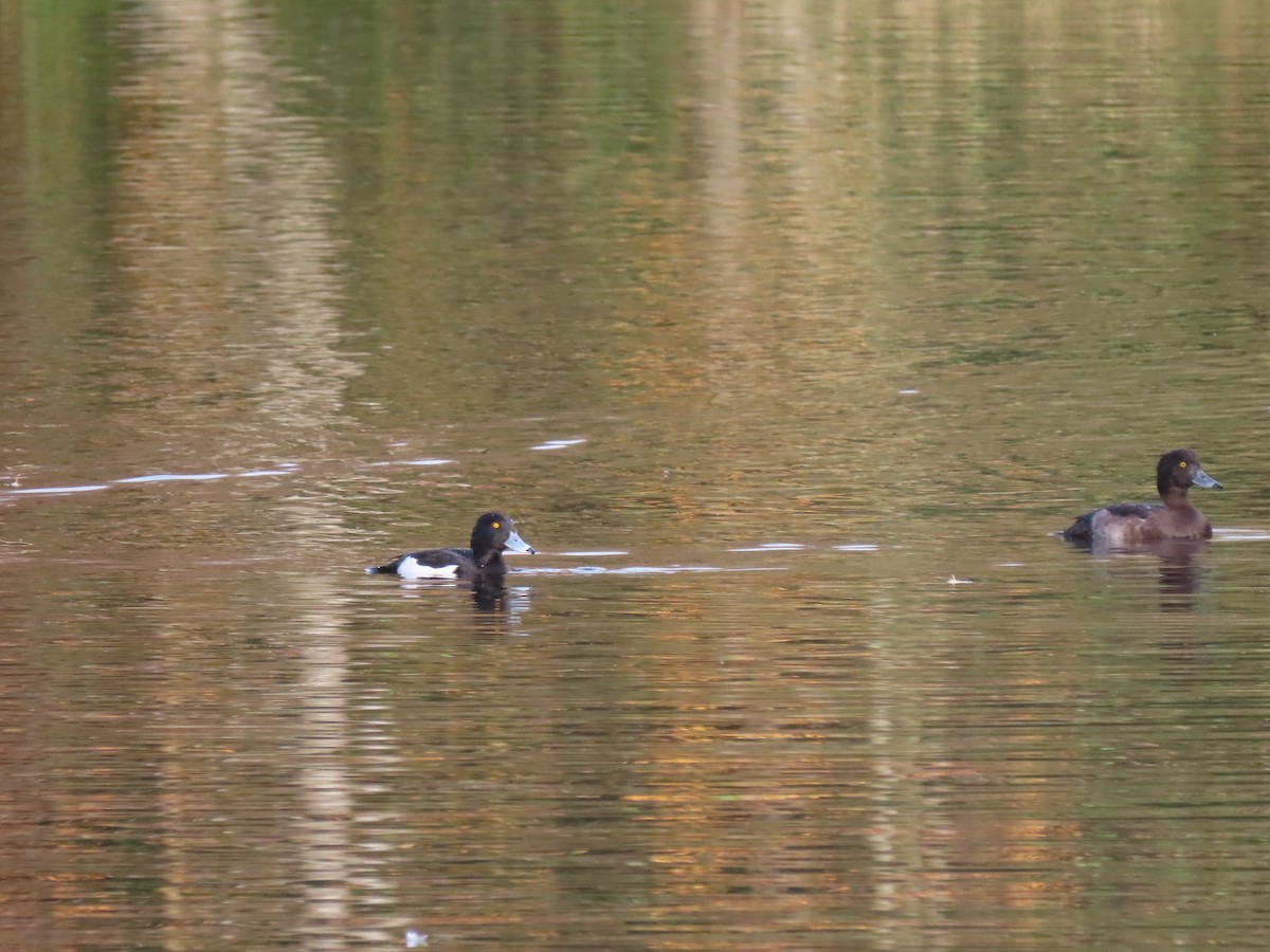 Tufted Duck - ML645734207