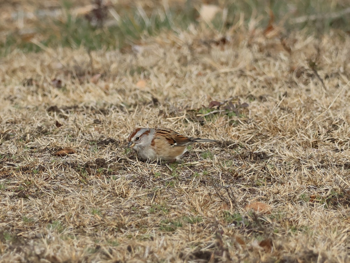 American Tree Sparrow - ML645734208