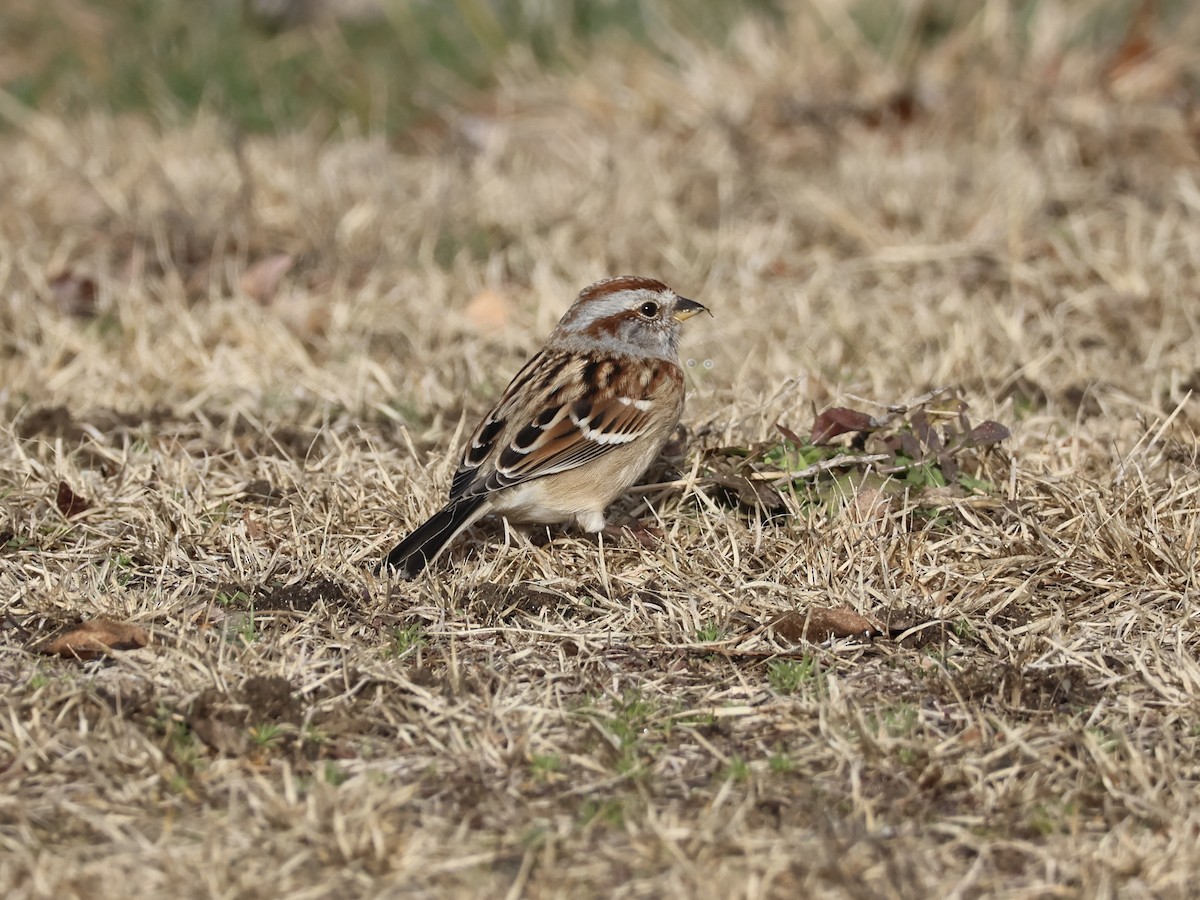 American Tree Sparrow - ML645734209