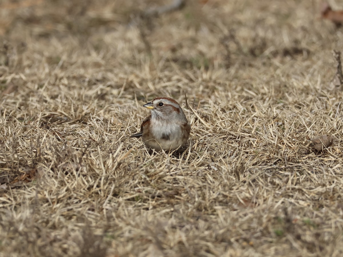American Tree Sparrow - ML645734210