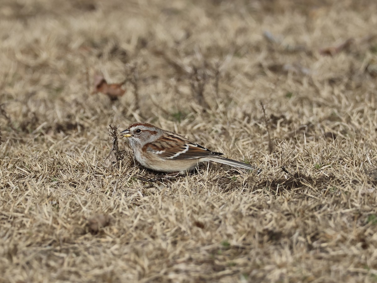 American Tree Sparrow - ML645734212