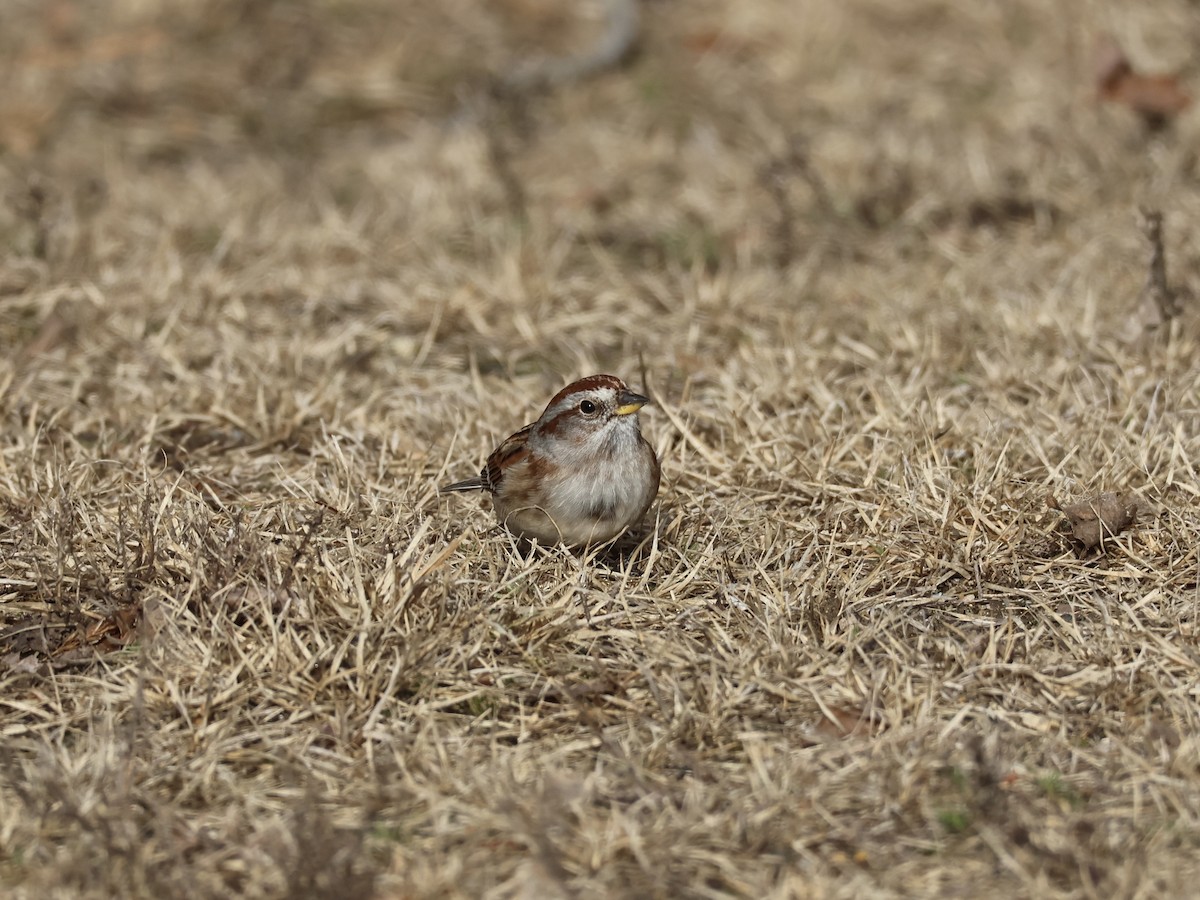 American Tree Sparrow - ML645734213