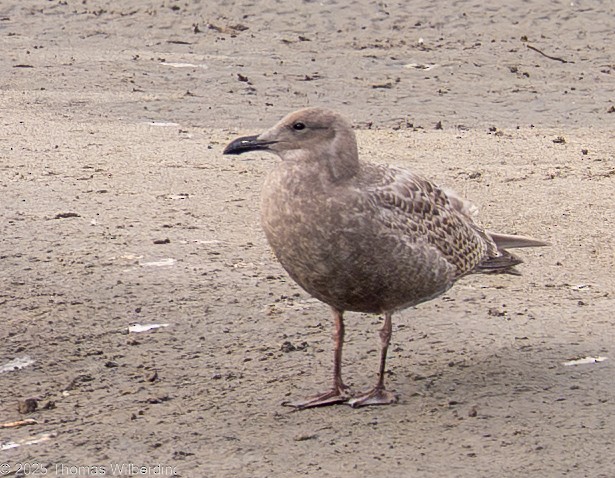 Glaucous-winged Gull - ML645734214