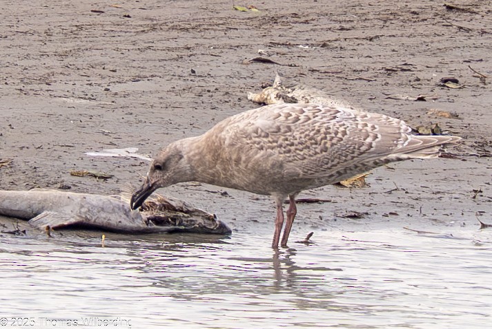 Glaucous-winged Gull - ML645734215