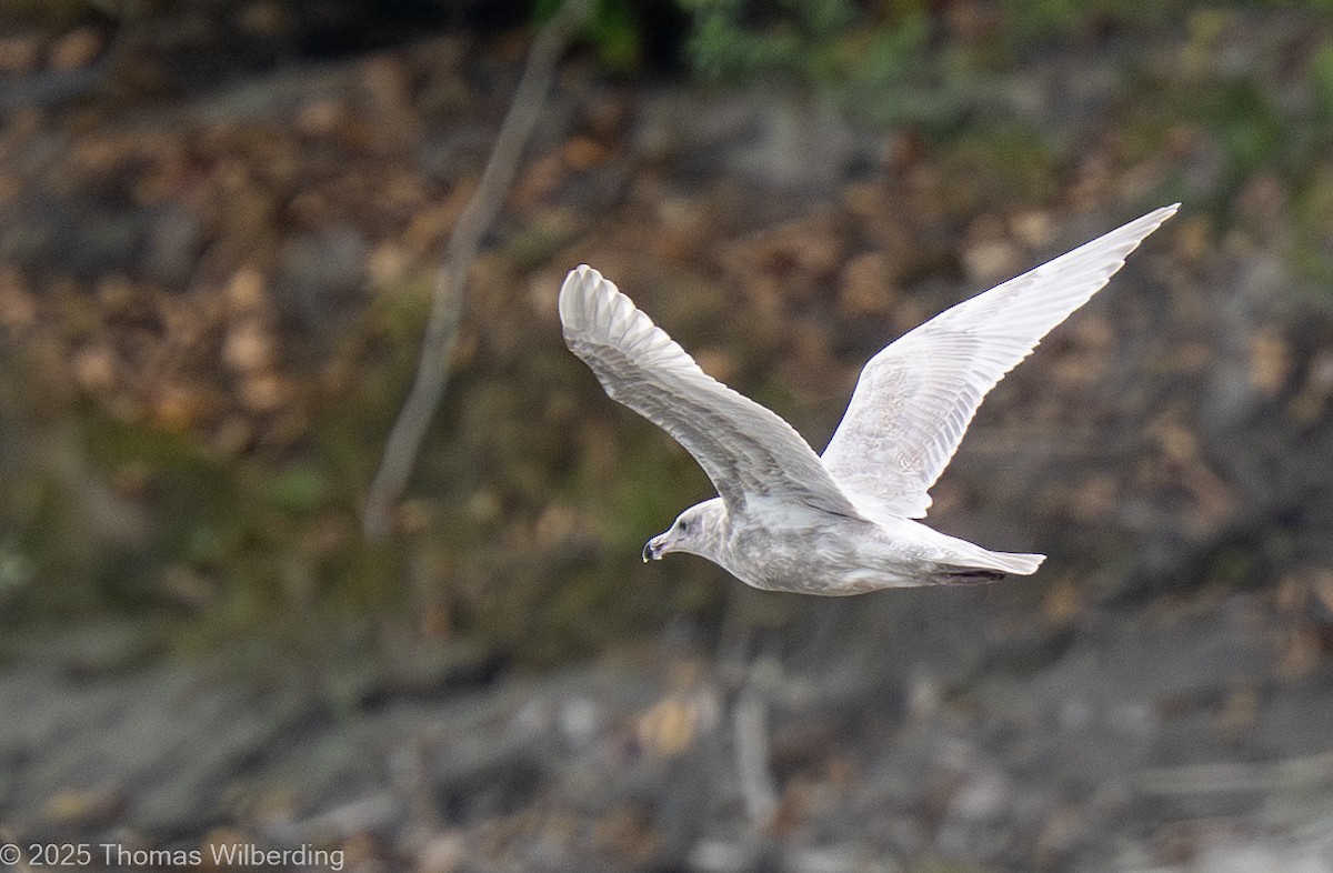 Glaucous-winged Gull - ML645734216