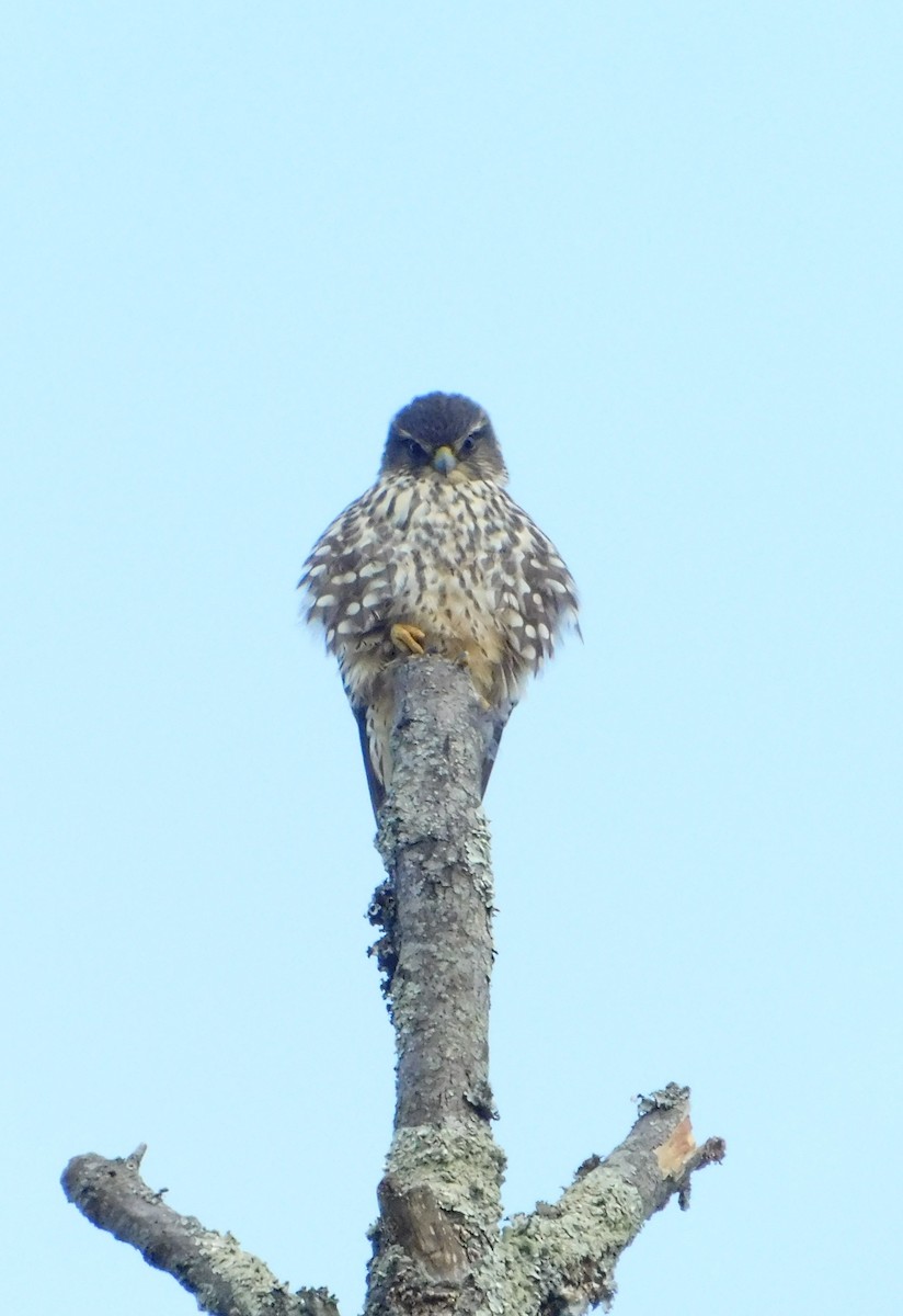 Merlin - ML645734217