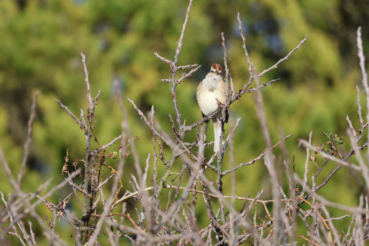 American Tree Sparrow - ML645734218