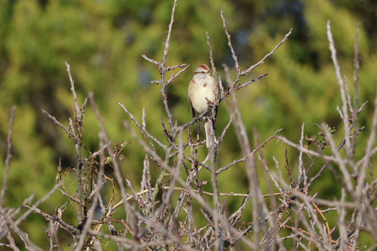 American Tree Sparrow - ML645734219