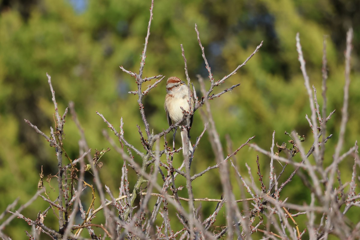 American Tree Sparrow - ML645734220