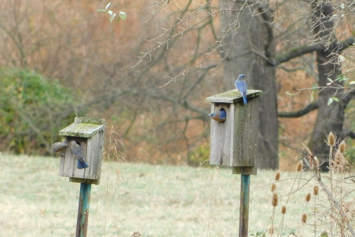 Eastern Bluebird - ML645734228
