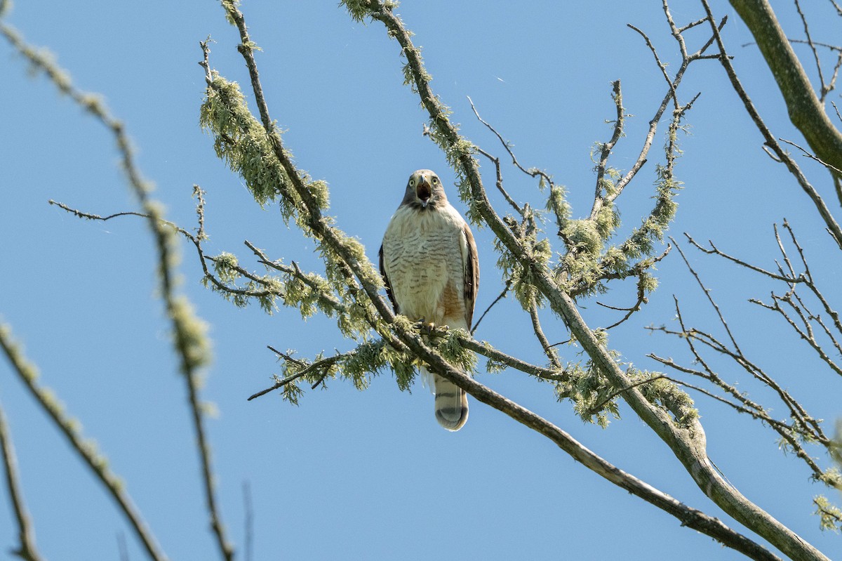 káně krahujová - ML645734241