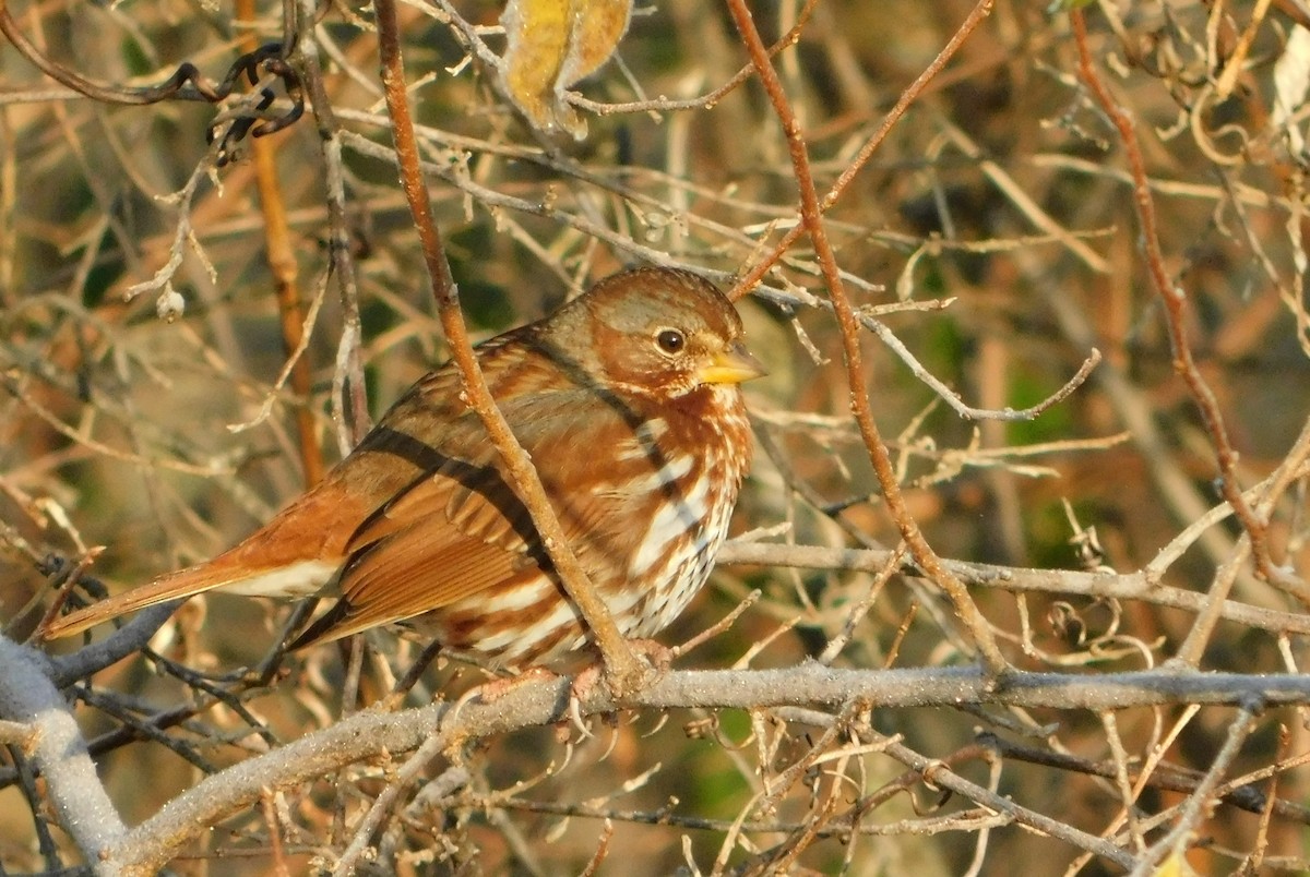 Fox Sparrow - ML645734260