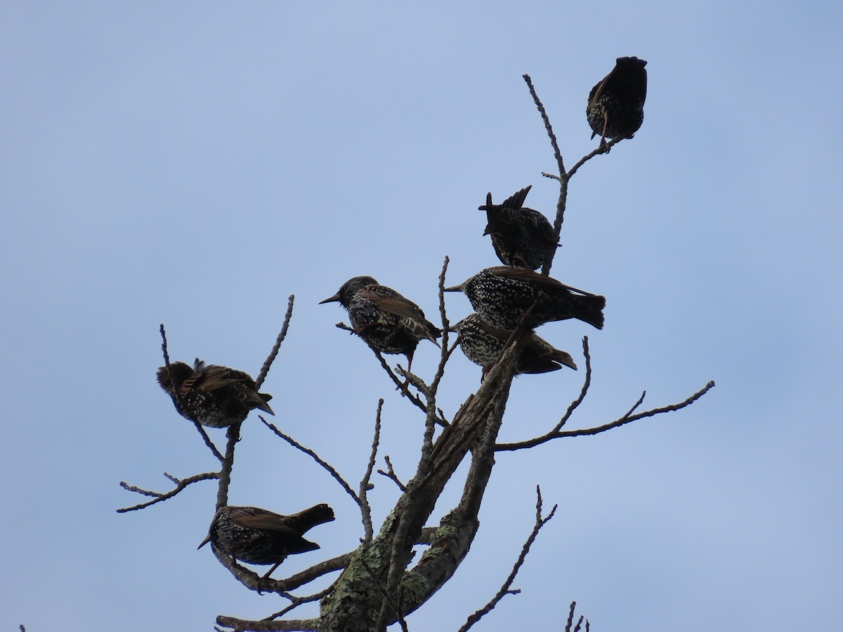 European Starling - ML645734268