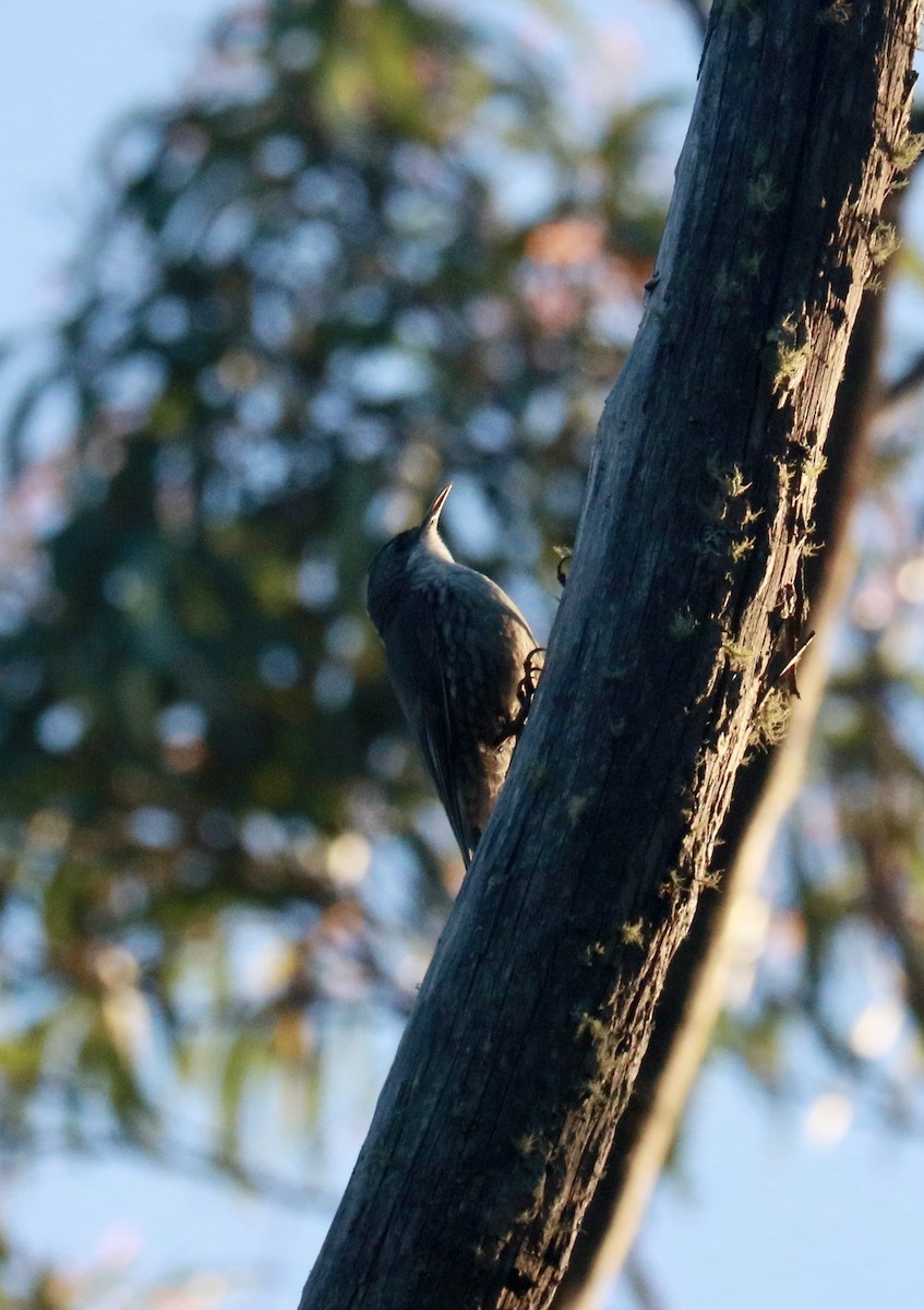 Weißkehl-Baumrutscher - ML645734269