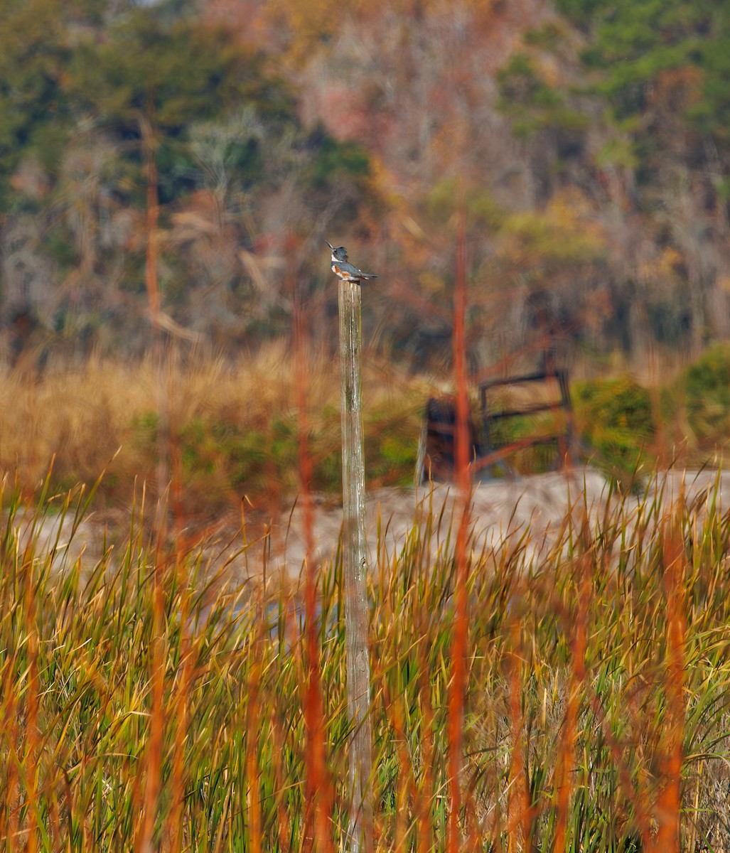 rybařík pruhoprsý - ML645734273