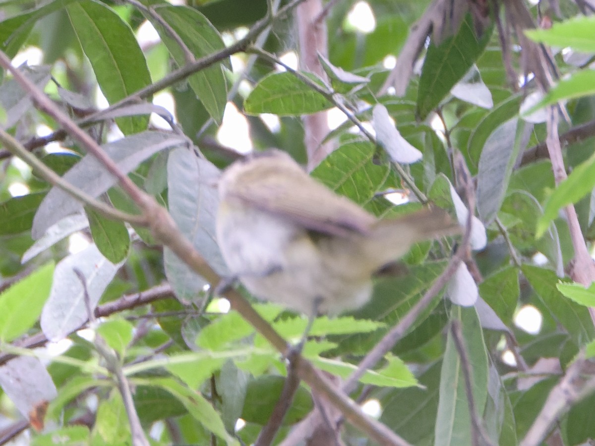 Red-eyed Vireo - ML645734278