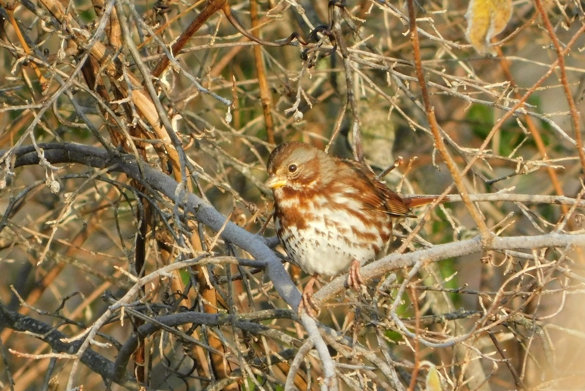 Fox Sparrow - ML645734279