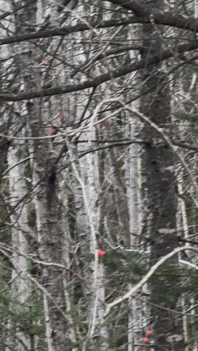 Tayga Çütresi - ML645734285